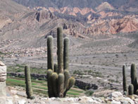De cardoncactussen in de Quebrada de Humahuaca